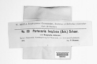 Pertusaria leioplaca image